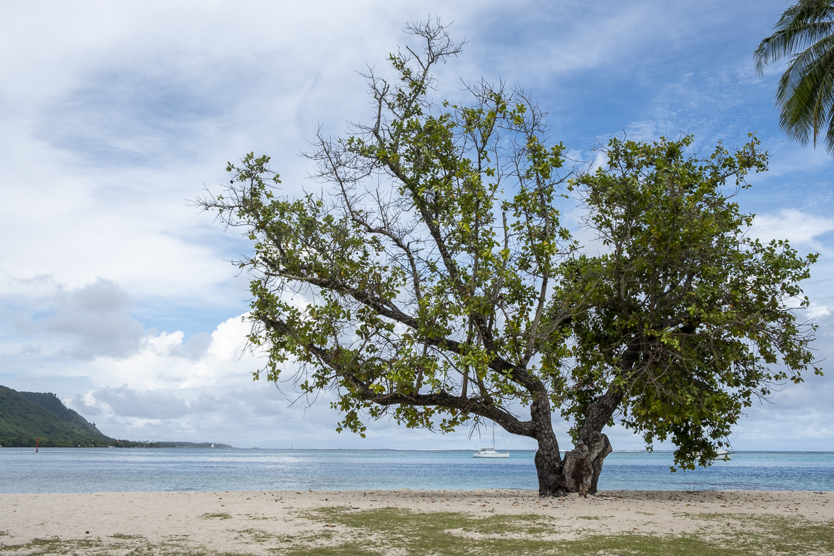 Baum Moorea.jpg