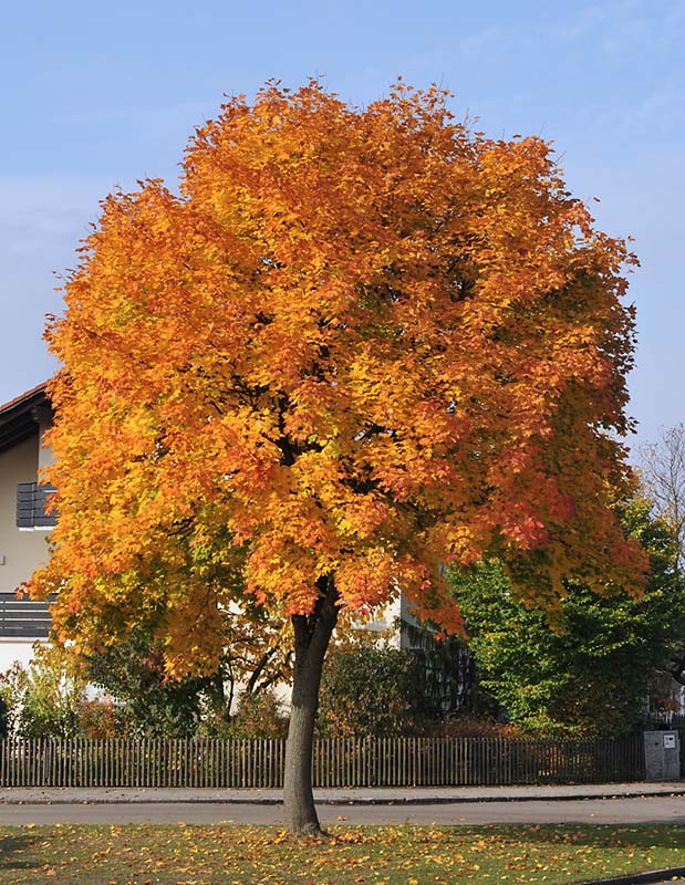 Baum N 0175 OoC 800