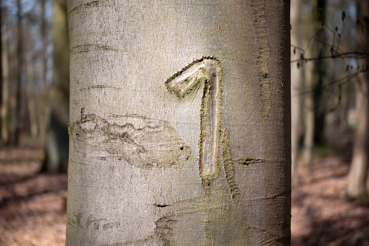 Baum No. 1.jpg