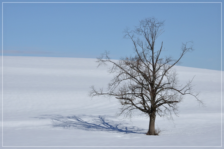 Baum ohne Farbkorrektur