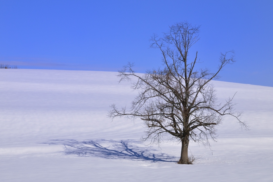 Baum ohne Rahmen