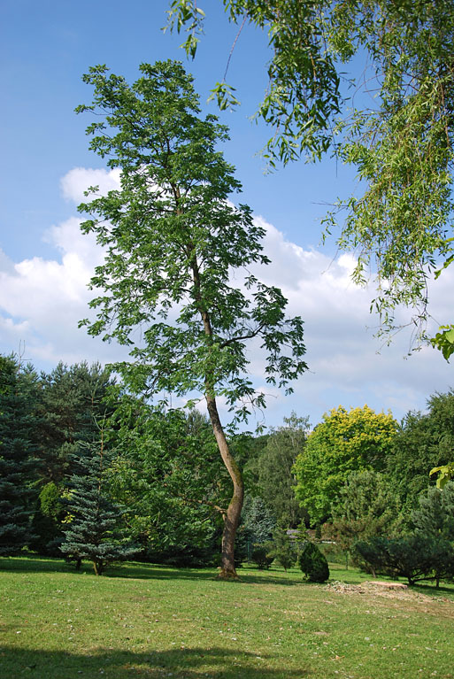 Baum Romberg DO