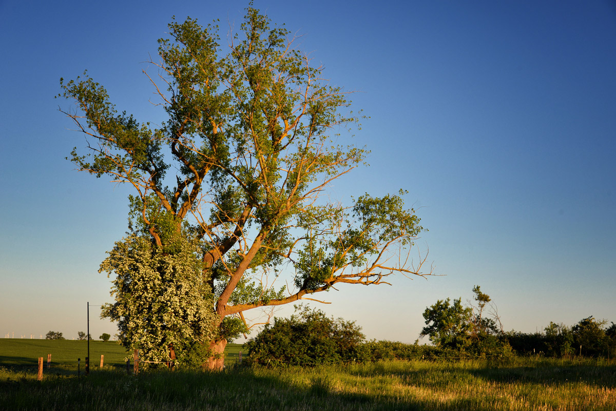 baum sonnenuntergang 1200
