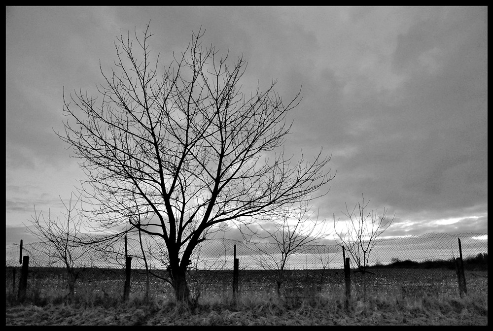 Baum SW
