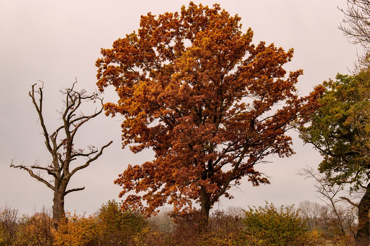 Baum und kahler Baum Moosschwaige-2.jpg