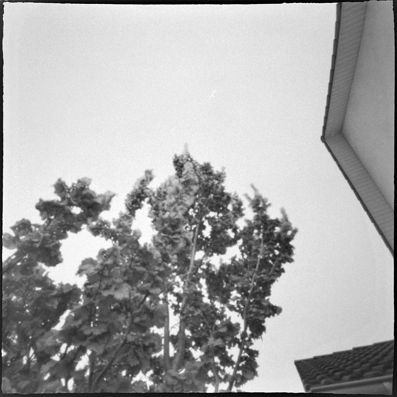 Baum vor dem Haus