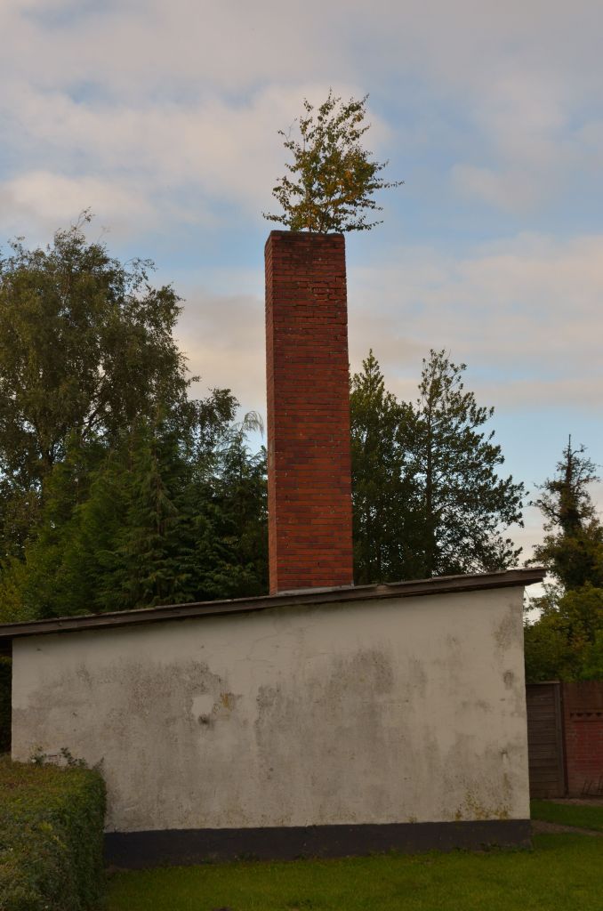 Baum wächst aus dem Schornstein