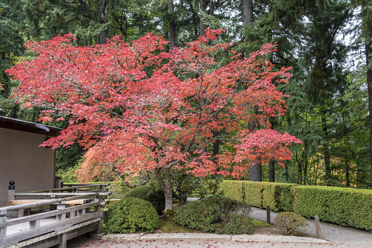 Baum Washington Park.jpg