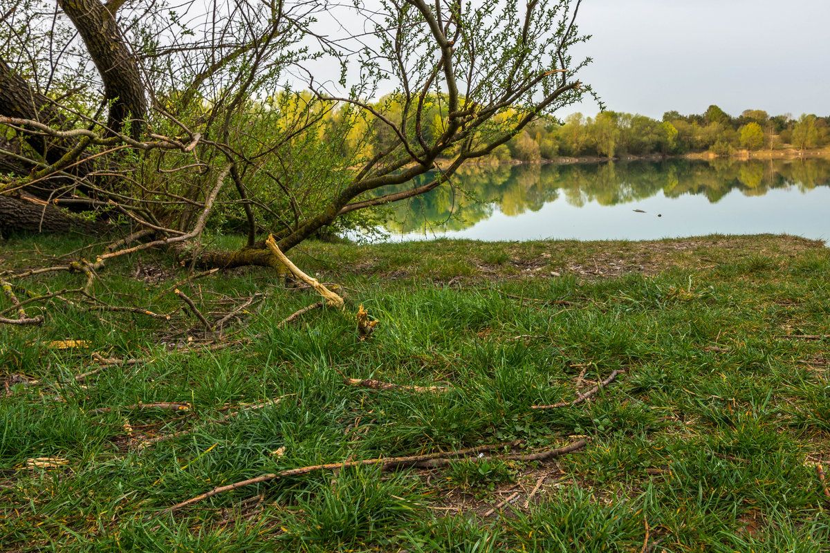 Baum, Wiese, See, Bäume