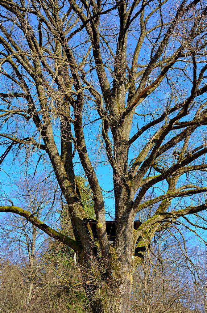 Baum