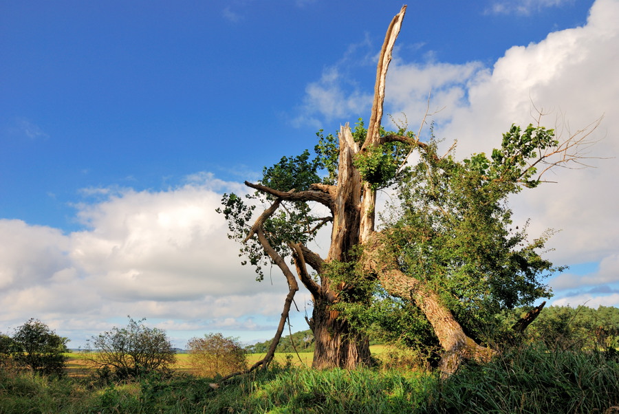 Baum