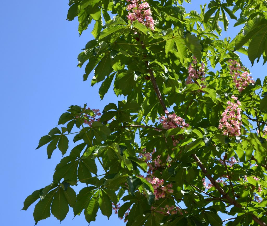 Baum