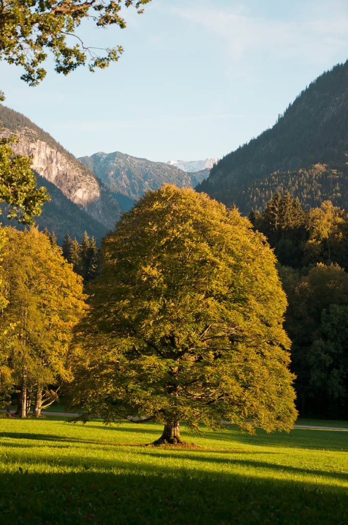 Baum