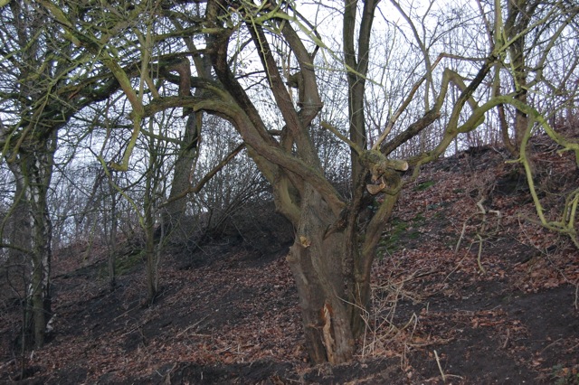 baum