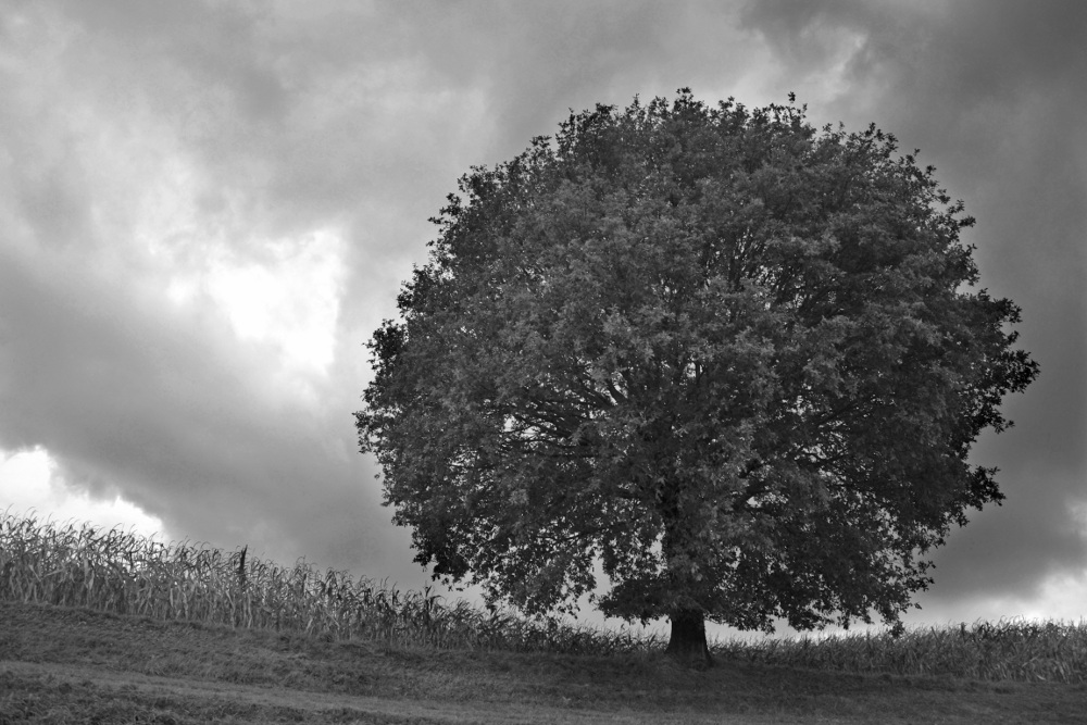 Baum