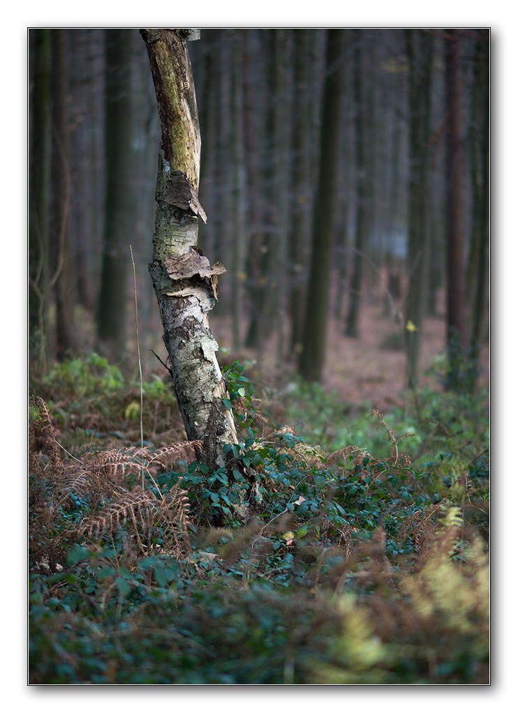 baum