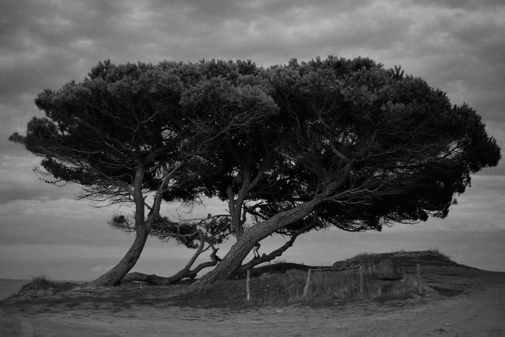 Baum