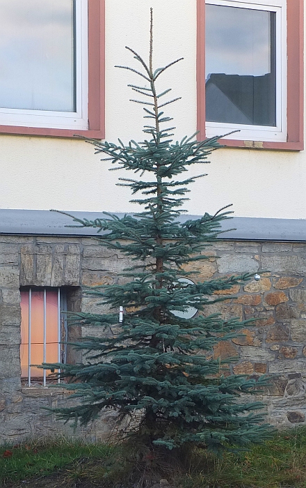 baum