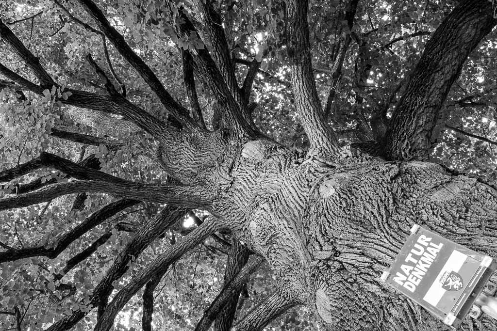 Baum