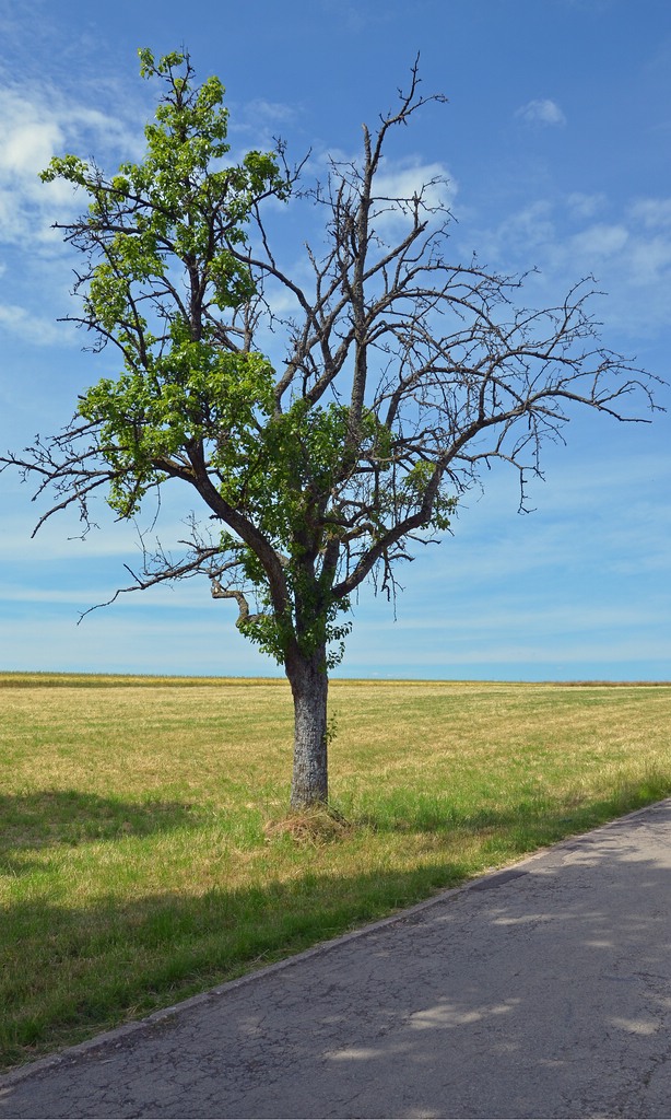 Baum