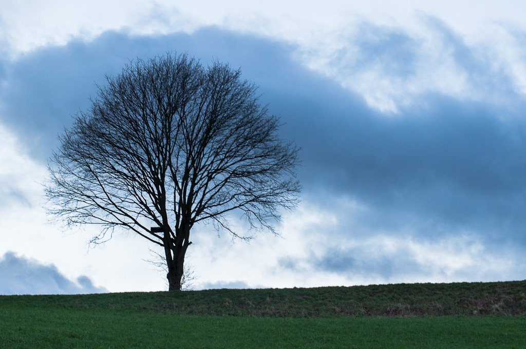 baum