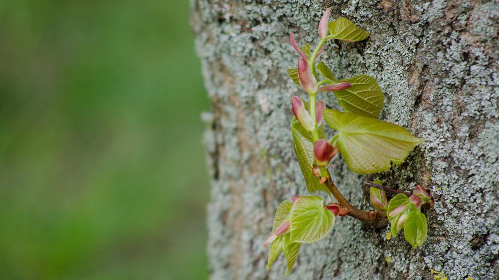 Baum