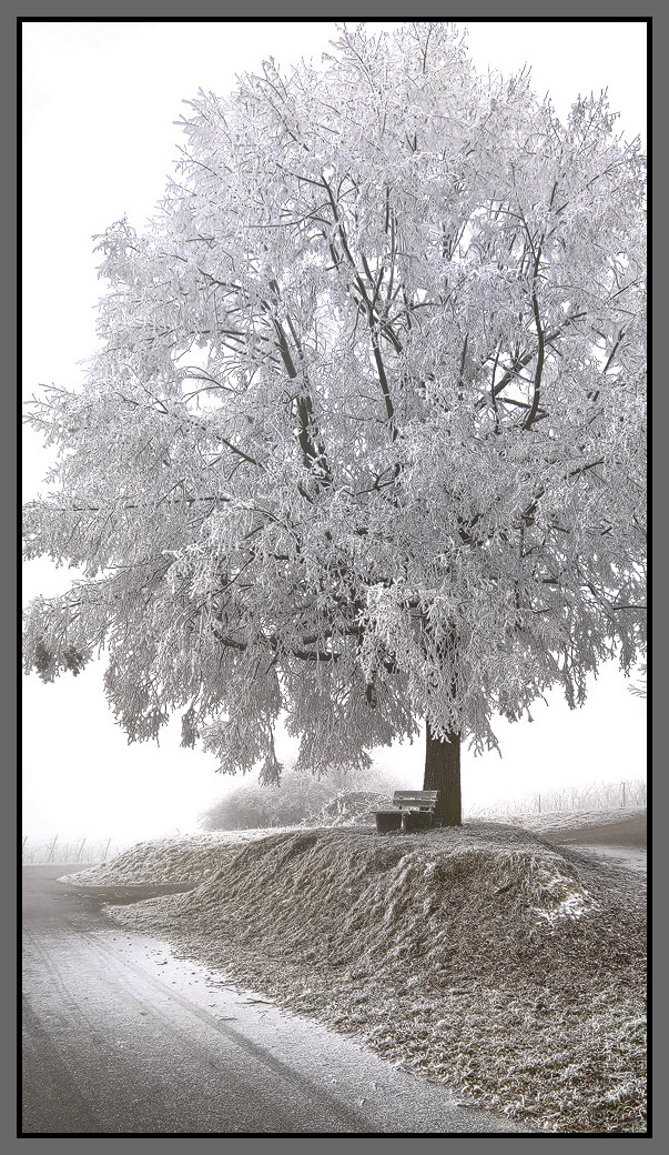 Baum