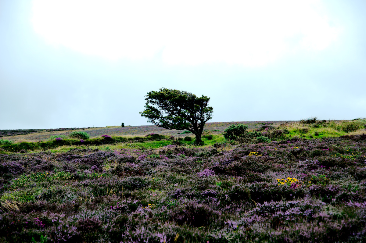 Baum