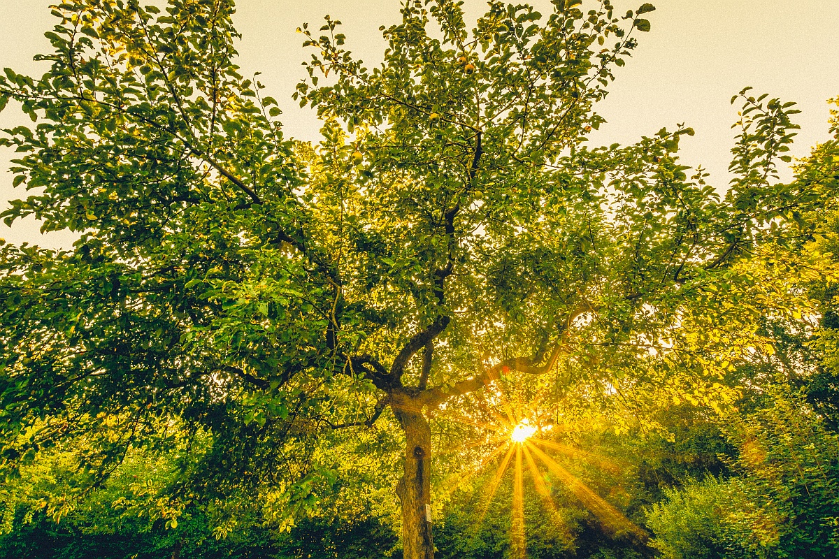 Baum