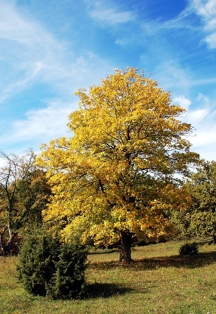 Baum