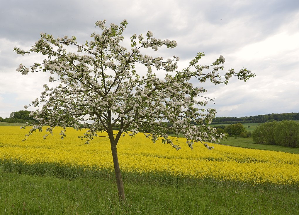 Baum002