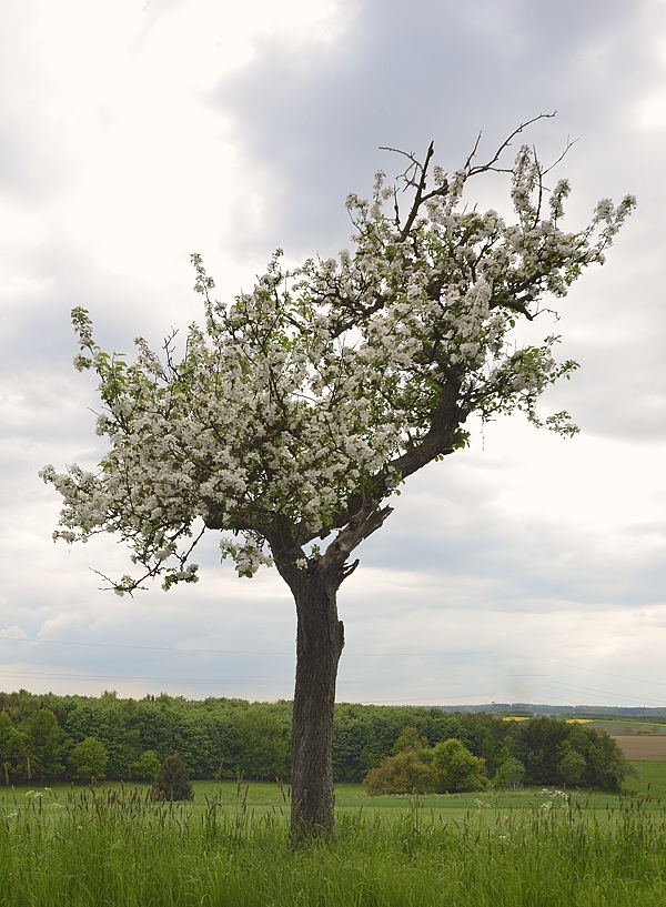 Baum003