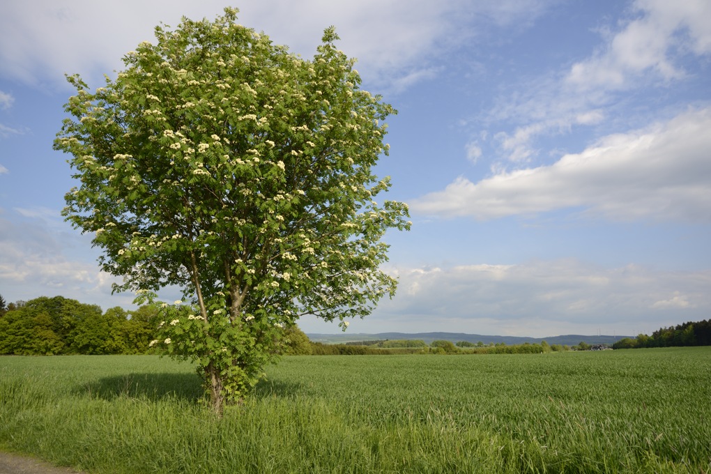 Baum005