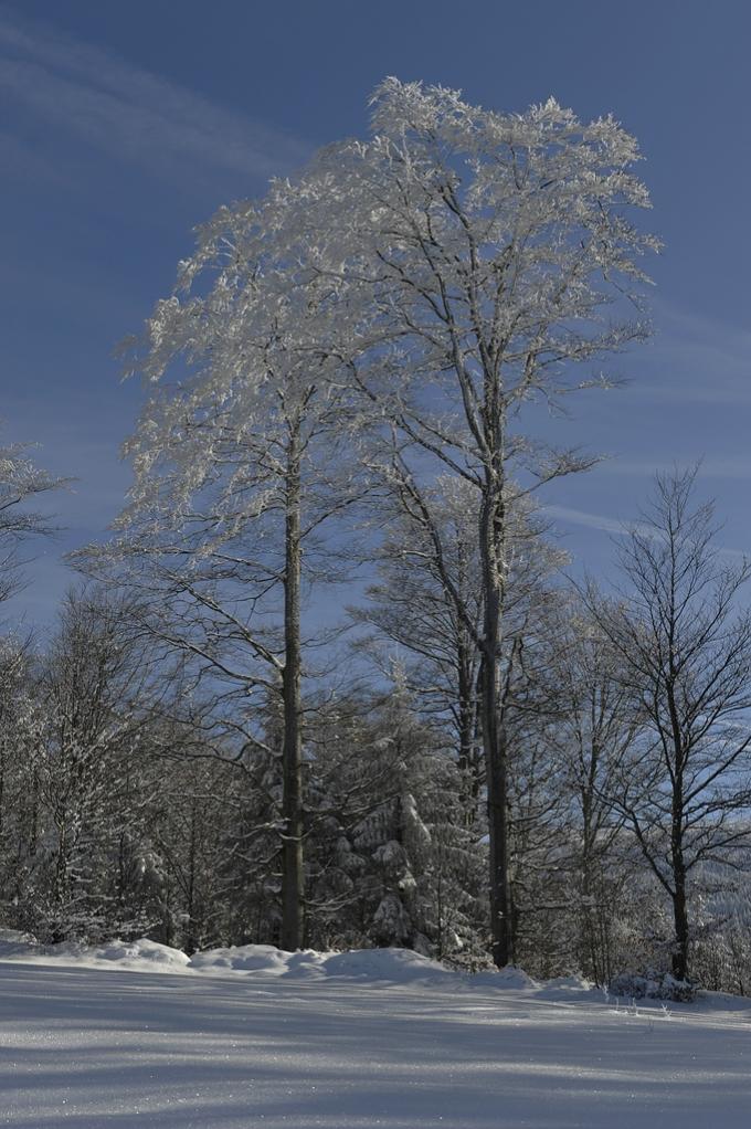 Baum02