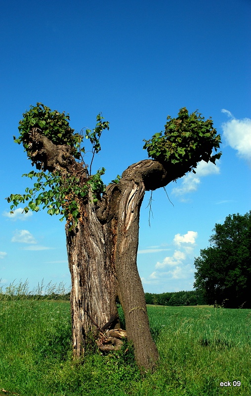 Baum033