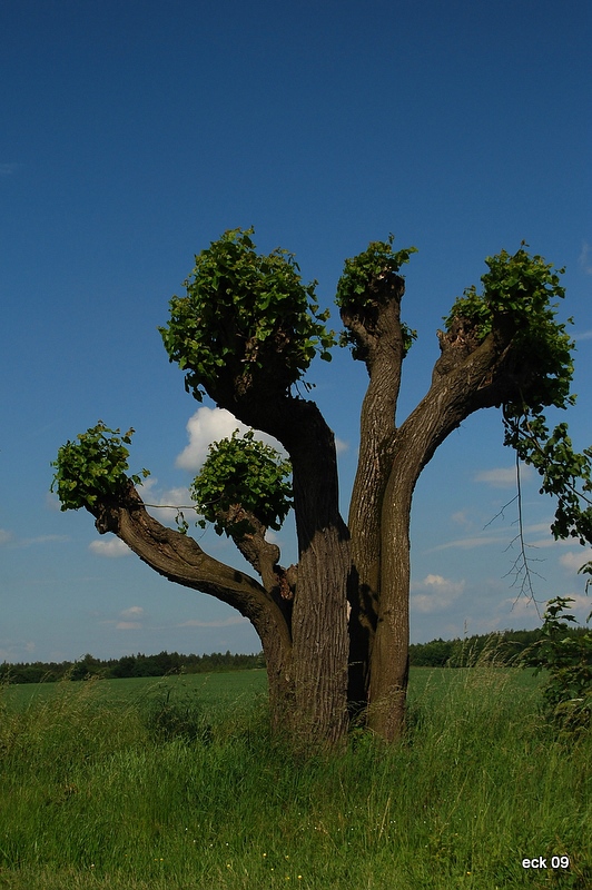 Baum035