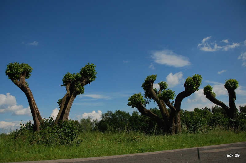 Baum036