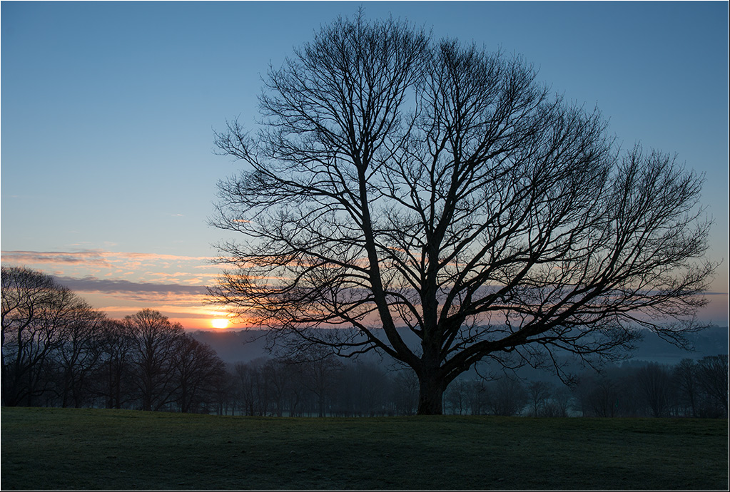 baum1