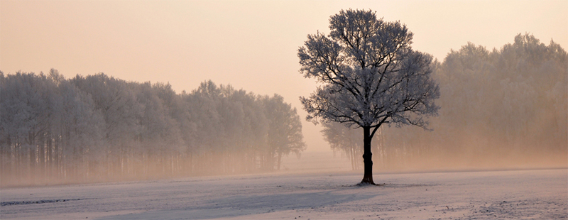 baum1