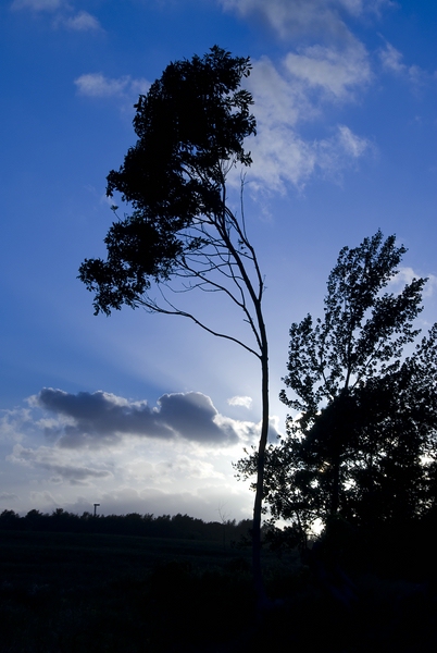 Baum2 Laboe
