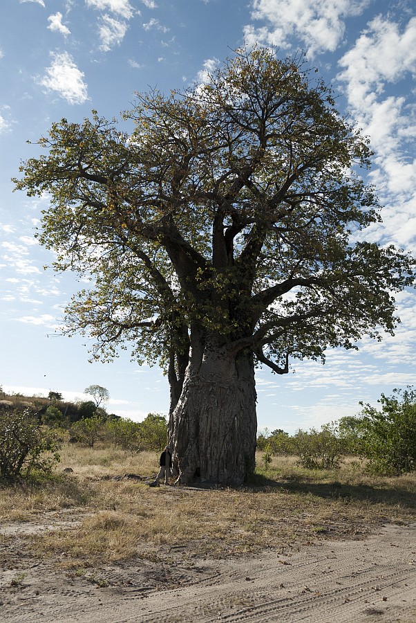 baum2