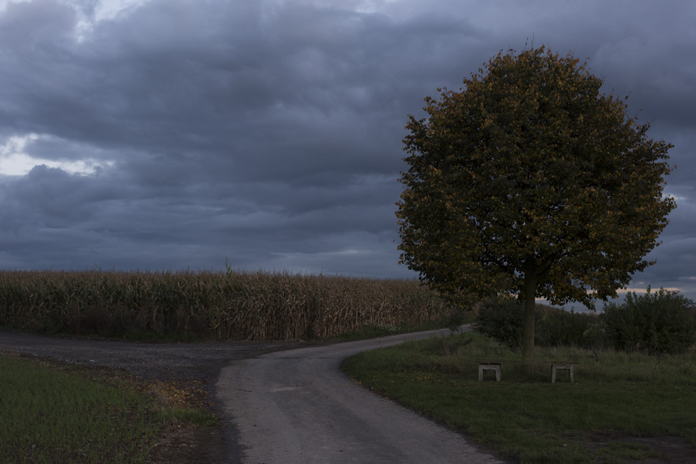 Baum2