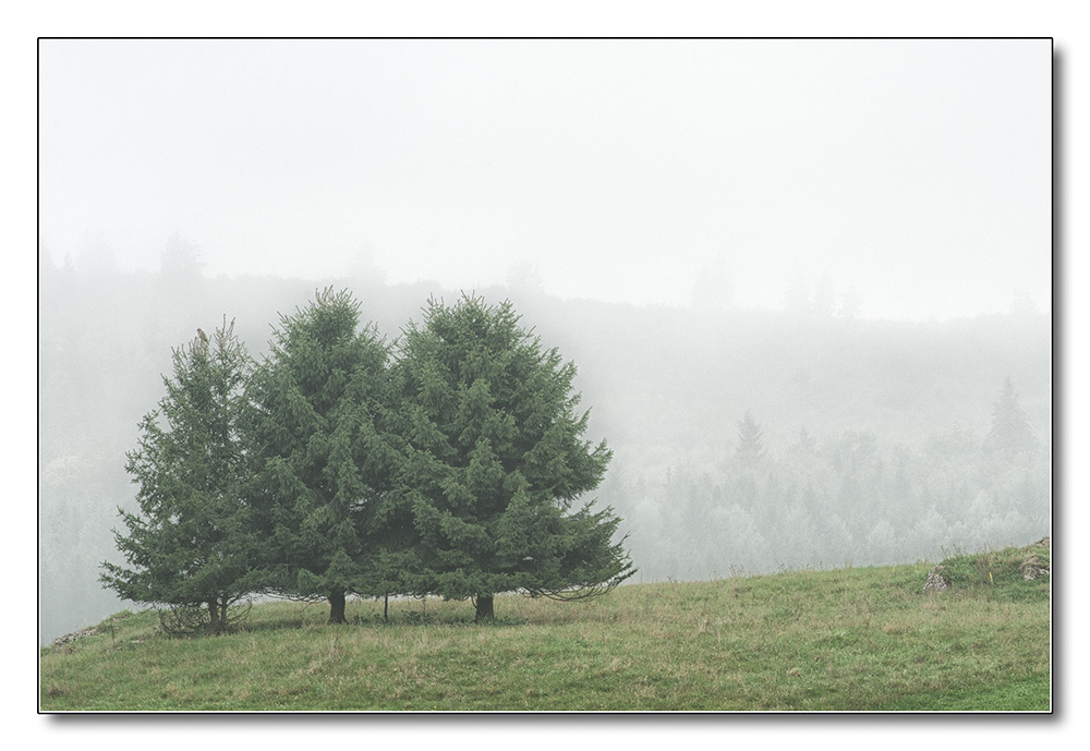 Baum3