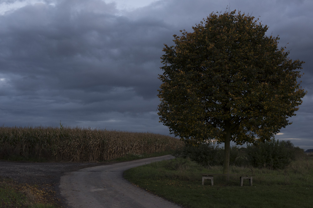 Baum3