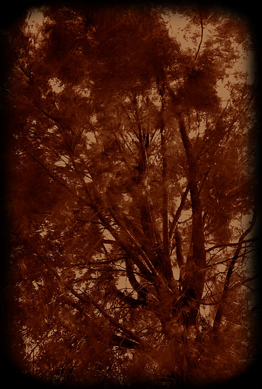 baum34
