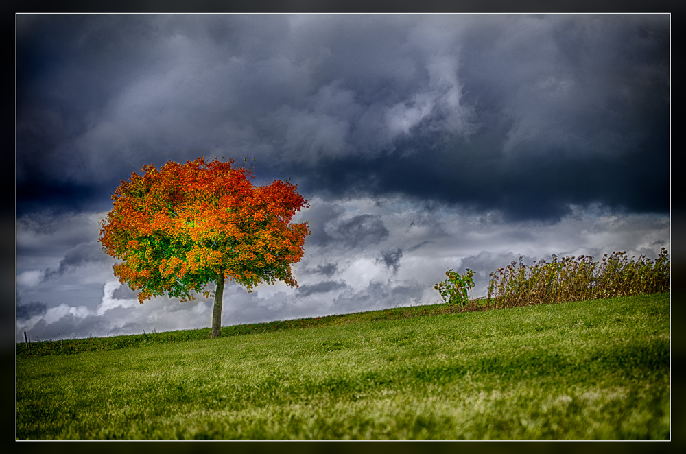 Baum4