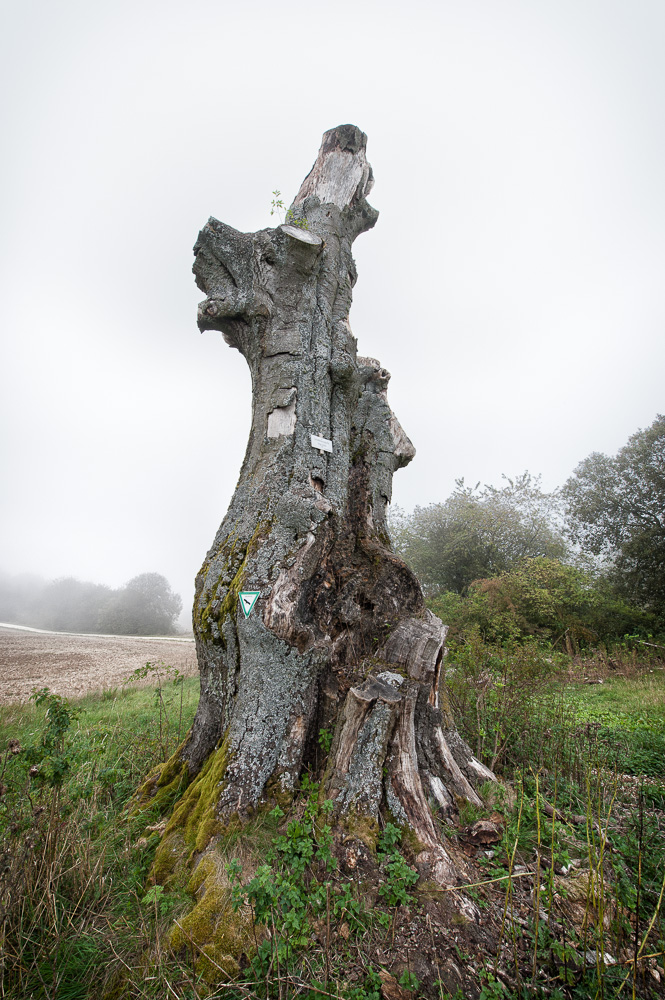 Baum6