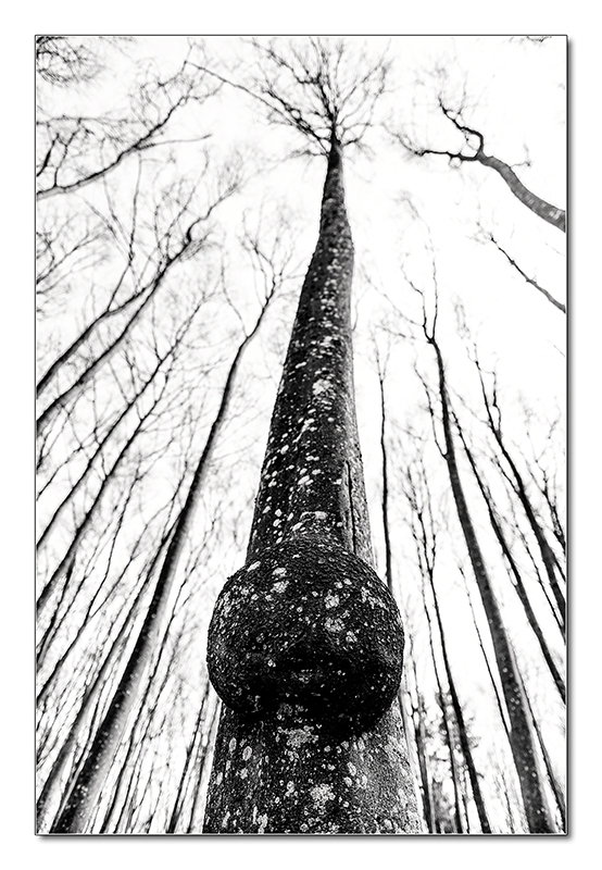 Baum8