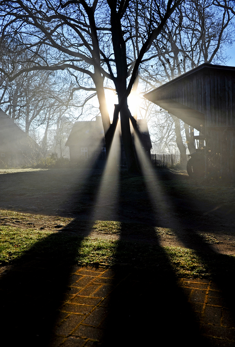 baum_schatten.jpg