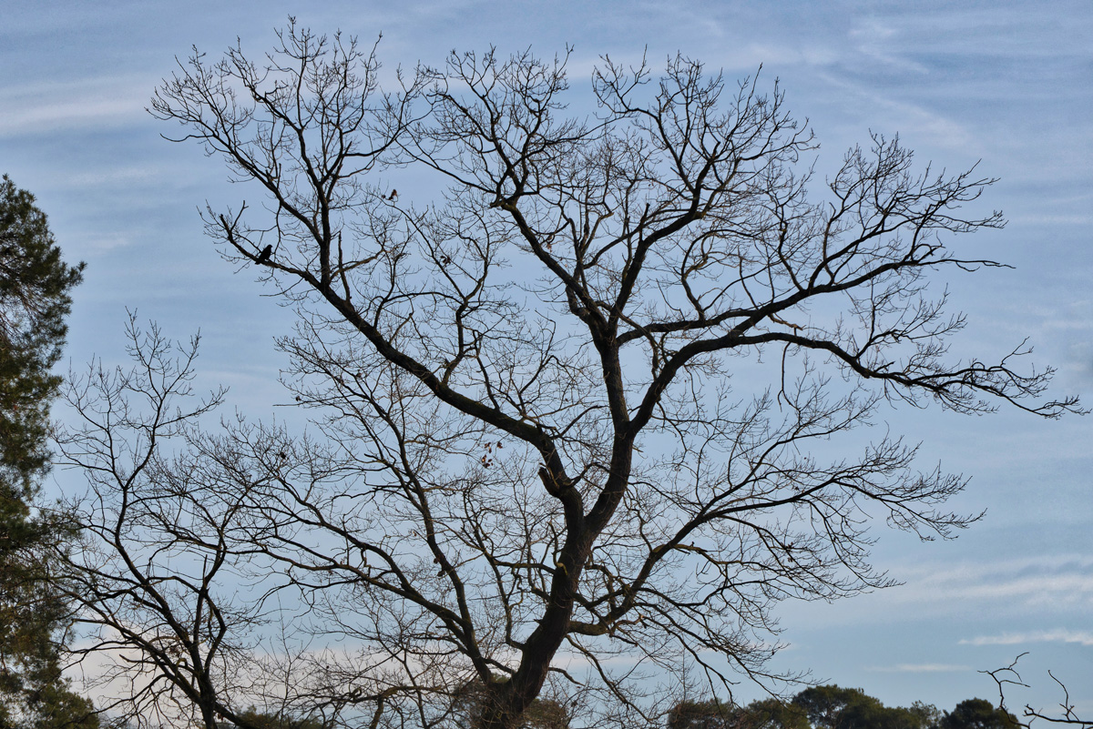 baum_vogel.jpg